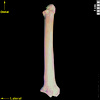 Bone Viewer | eSkeletons