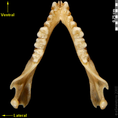 bone-viewer-eskeletons
